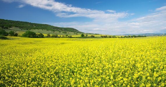 Meadow of rape. Meadow of rape. Nature composition.
